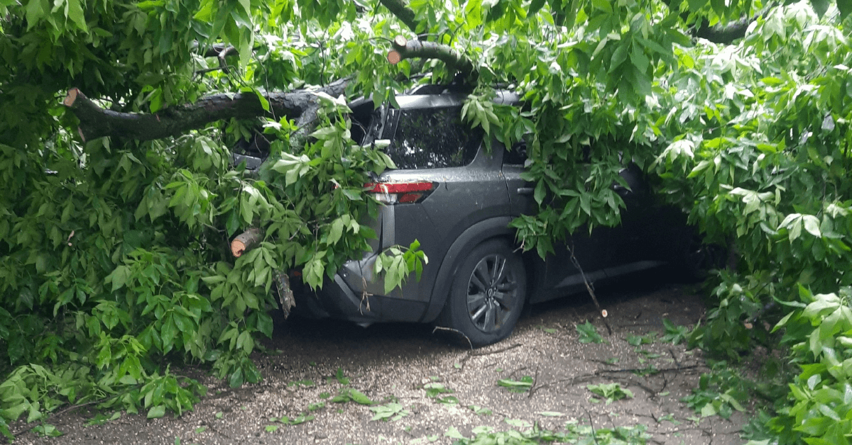 247 Emergency Tree Service