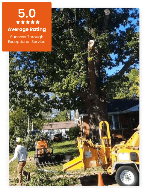 About D.P Tree Service