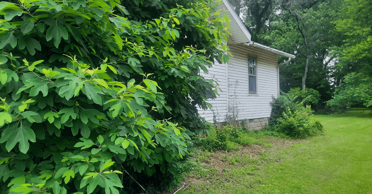 Shrub Removal Trimming