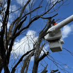 Tree Service Near Me