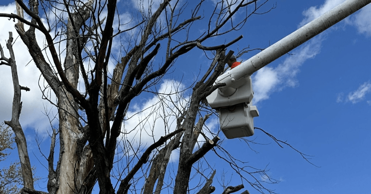 Tree Service Near Me