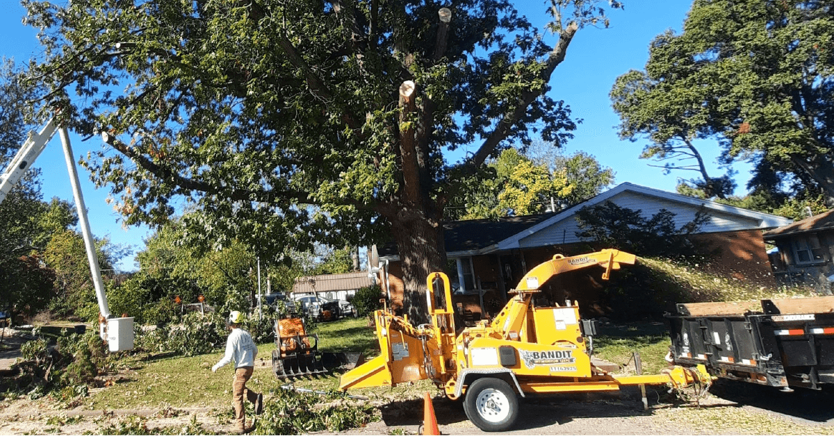 Tree Trimming