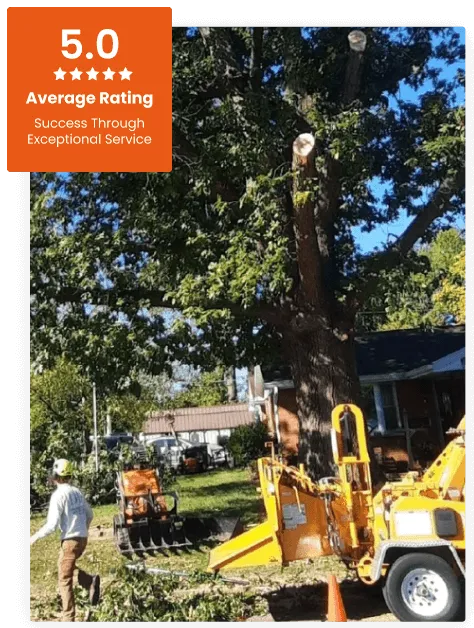 About D.P Tree Service