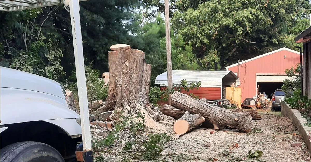 Tree Removal