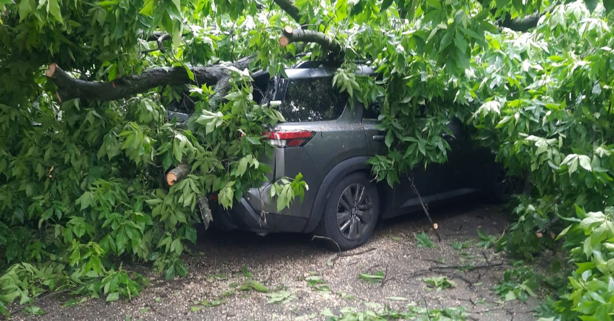 247 Emergency Tree Service