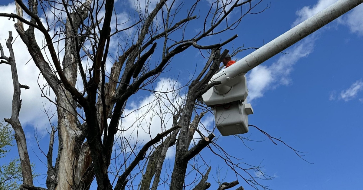 Tree Service Near Me