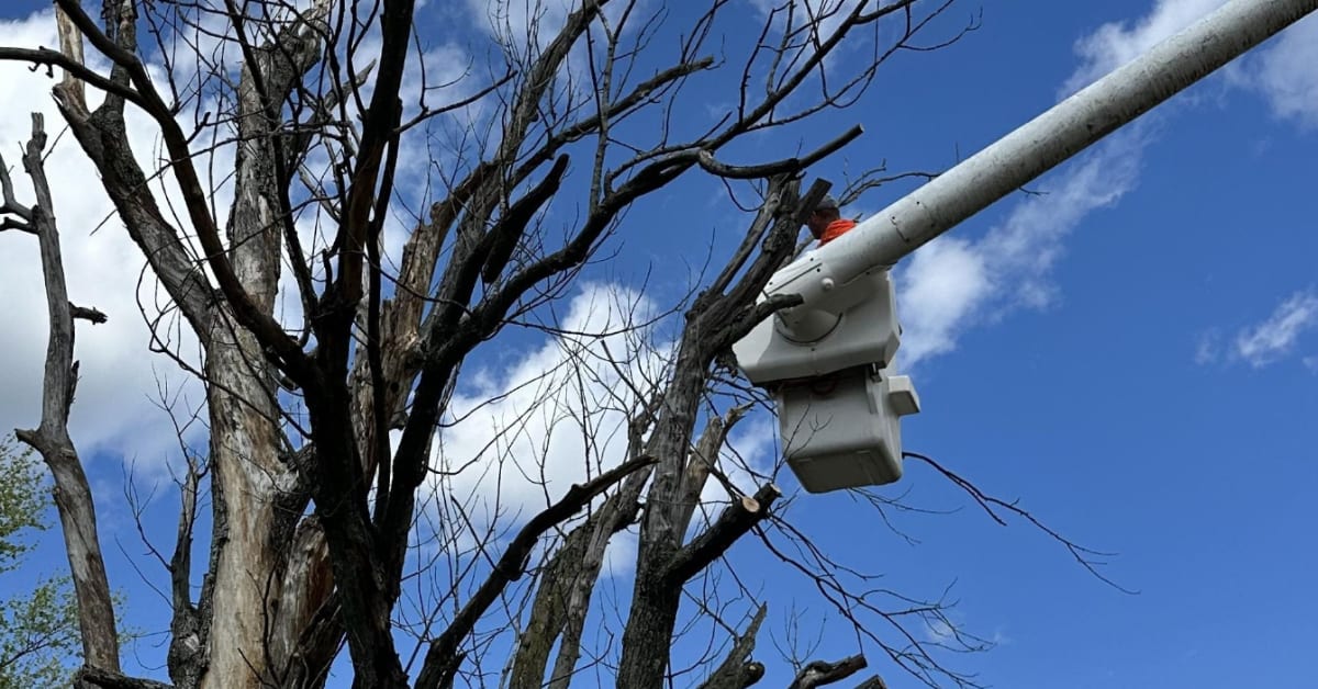 Tree Service Near Me